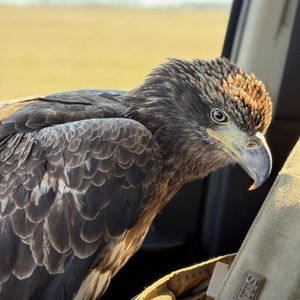 Image post by @okwildlifedept on Instagram