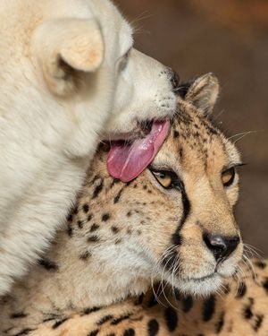 Image post by @sandiegozoo on Instagram