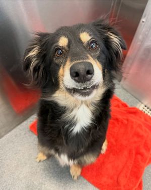 Image post by @heartsandbonesrescue on Instagram