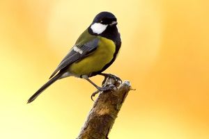 Image post by @rspb on Instagram