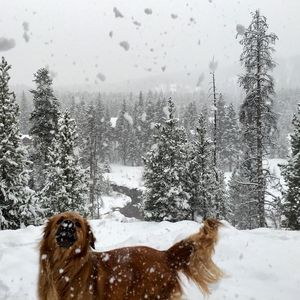 Image post by @breckenridgemtn on Instagram