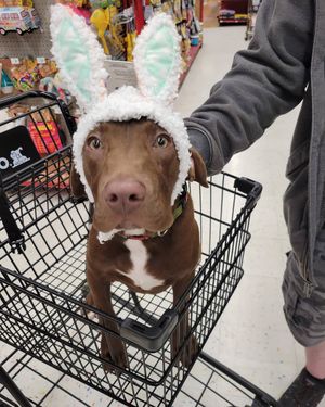 Image post by @petco on Instagram