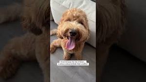 Video post by @tedflixnchill on YouTube