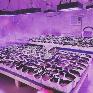 Image post by @TheGrowDoctorOklahoma on Facebook