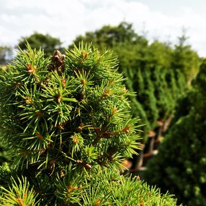 Image post by @alpertongfidanligi on Instagram