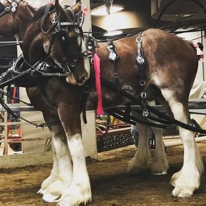 Image post by @nationalwestern on Instagram