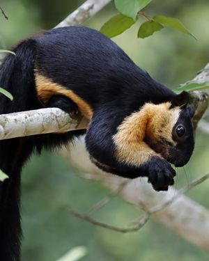 Image post by @animalplanet on Instagram