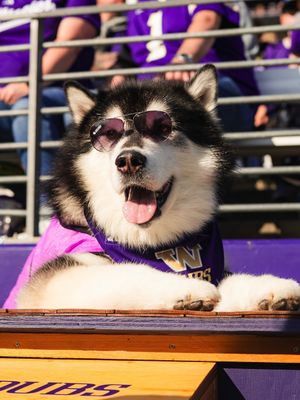 Image post by @uwathletics on Instagram