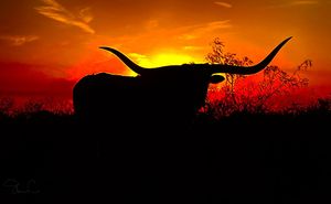 Image post by @txextension on Instagram