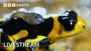 Video post by @bbcearth on YouTube