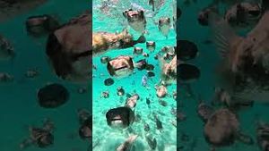 Video post by @gopro on YouTube