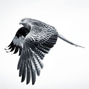 Image post by @rspb on Instagram