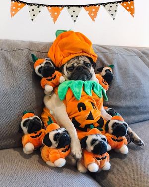 Image post by @claires on Twitter