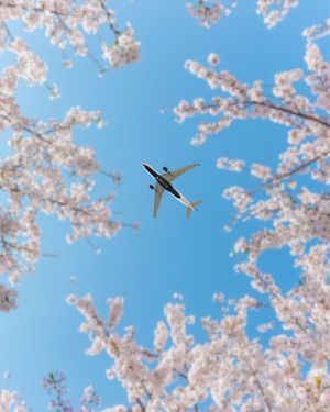 Image post by @deltaairlines_jp on Instagram
