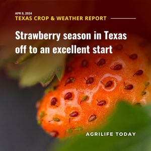 Image post by @txextension on Instagram