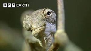 Video post by @bbcearth on YouTube