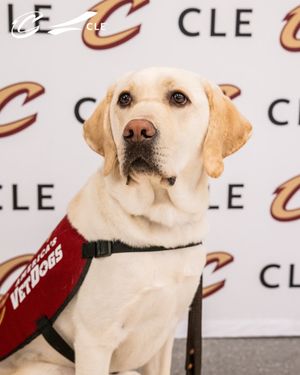 Image post by @cavscare_ on Instagram