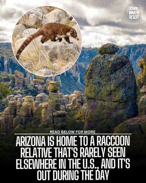 Image post by @downinnadesert on Instagram