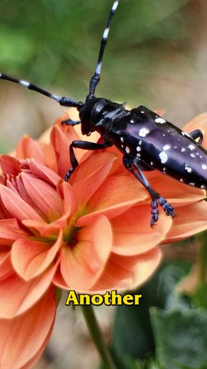 Video post by @bugbustersusa on Facebook