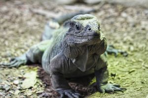 Image post by @denverzoo on Instagram