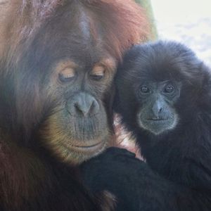 Image post by @sandiegozoo on Instagram