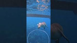 Video post by @gopro on YouTube