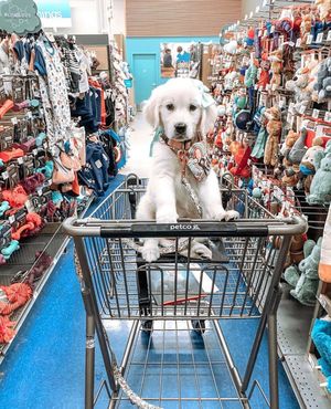Image post by @petco on Instagram