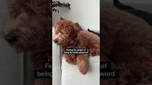 Video post by @tedflixnchill on YouTube
