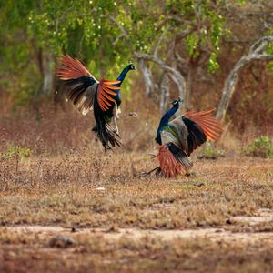 Image post by @hiltonyalaresort on Instagram