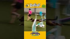 Video post by @dogsthat on YouTube