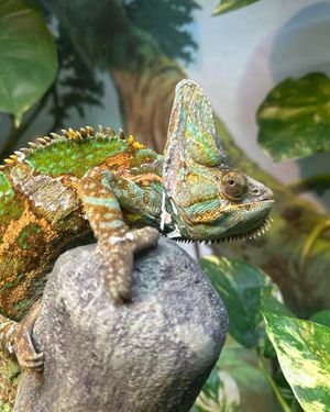 Image post by @thetorontozoo on Instagram