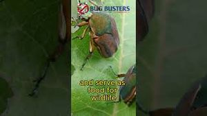 Video post by @bugbustersusa on YouTube