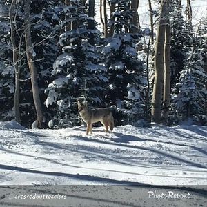 Image post by @skicrestedbutte on Instagram