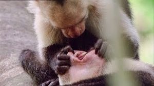Video post by @bbcearth on YouTube