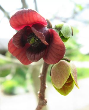 Image post by @ahs_gardening on Instagram
