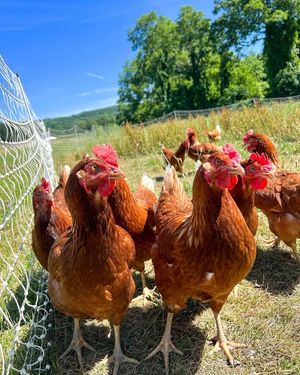 Image post by @fishkillfarms on Facebook
