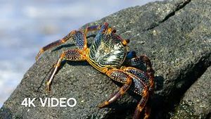 Video post by @bbcearth on YouTube