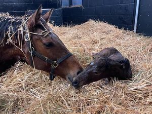 Image post by @juddmonte on Instagram