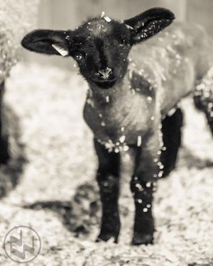 Image post by @nationalwestern on Instagram