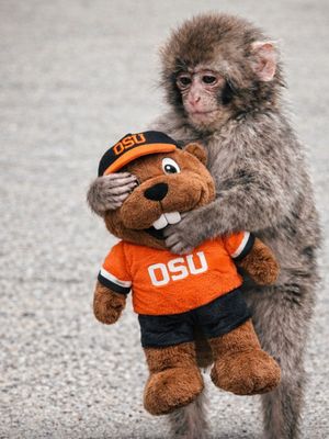 Image post by @beaverathletics on Instagram