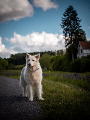 Image post by @swiftpaws_official on Instagram