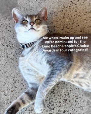 Image post by @coolcatcollectivelbc on Instagram