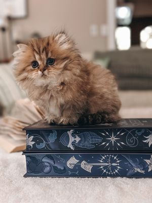 Image post by @fairyloot on Instagram