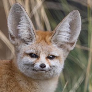 Image post by @sandiegozoo on Instagram