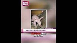 Video post by @dailyflashtv on YouTube