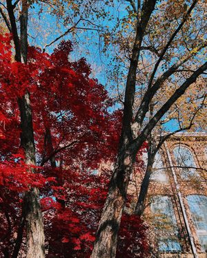 Image post by @ncstate on Instagram