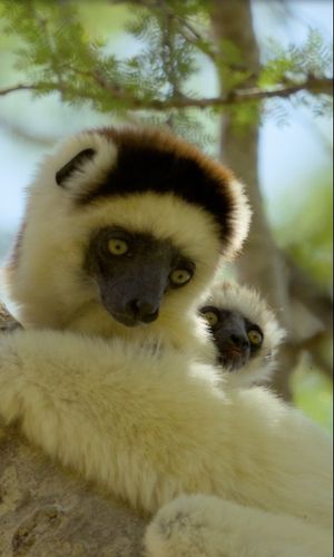 Video post by @bbcearth on Instagram