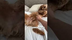 Video post by @tedflixnchill on YouTube