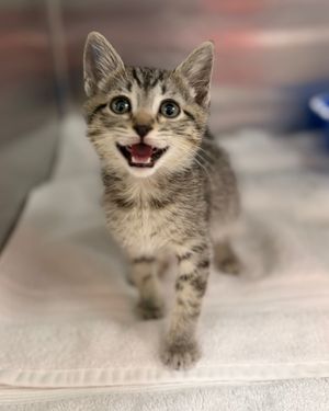 Image post by @spokhumanesoc on Instagram