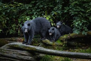 Image post by @Discovery on Twitter